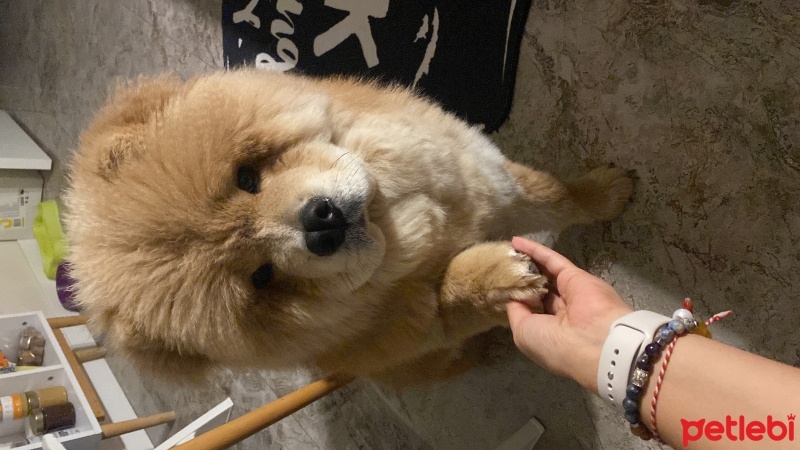 Chow Chow (çin Aslanı), Köpek  Lionell fotoğrafı
