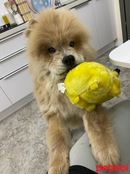 Chow Chow (çin Aslanı), Köpek  Lionell fotoğrafı