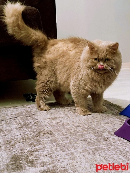 British Longhair, Kedi  Madam luna fotoğrafı