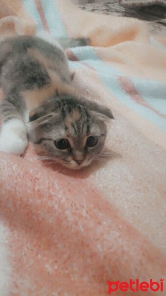 Scottish Fold, Kedi  Suffle fotoğrafı