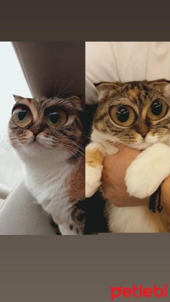 Scottish Fold, Kedi  Suffle fotoğrafı