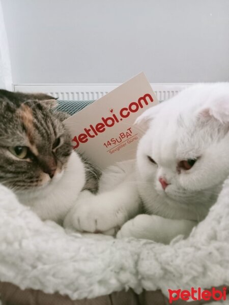 Scottish Fold, Kedi  Suffle fotoğrafı