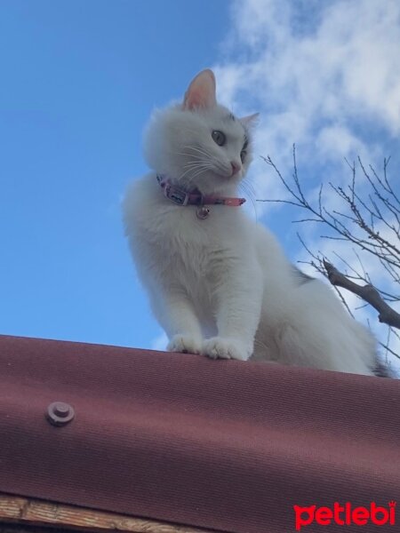 Tekir Kedi, Kedi  Pamuk fotoğrafı