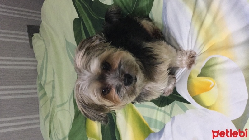 Yorkshire Terrier, Köpek  Snopy fotoğrafı