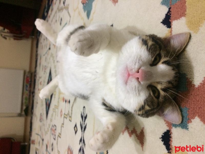 Tekir Kedi, Kedi  Topaç fotoğrafı