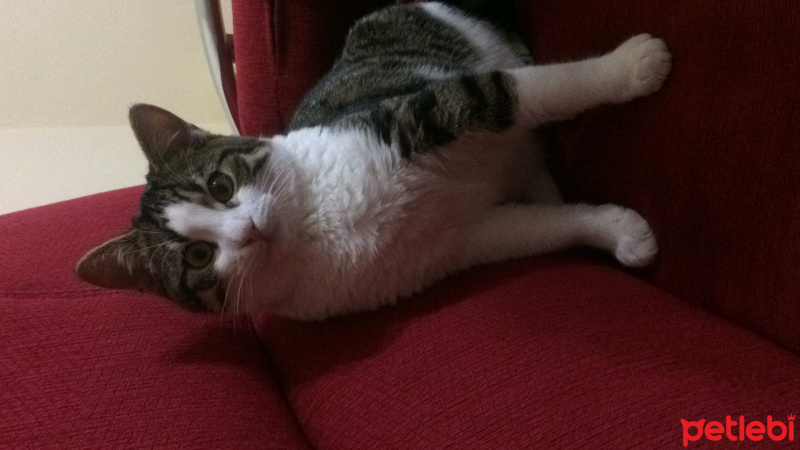 Tekir Kedi, Kedi  Topaç fotoğrafı