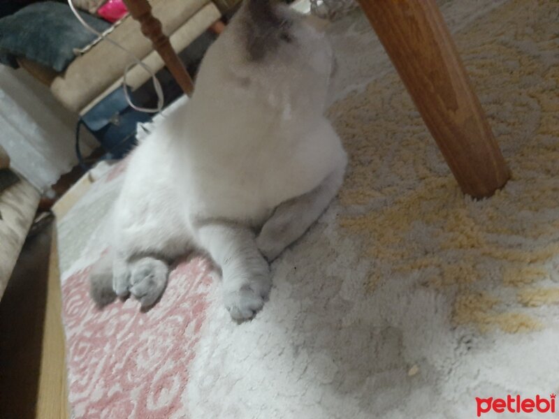 British Longhair, Kedi  Mavi fotoğrafı