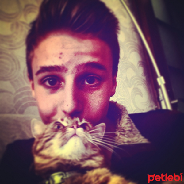 Tekir Kedi, Kedi  Şirin fotoğrafı