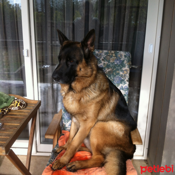Alman Çoban Köpeği, Köpek  paskal fotoğrafı