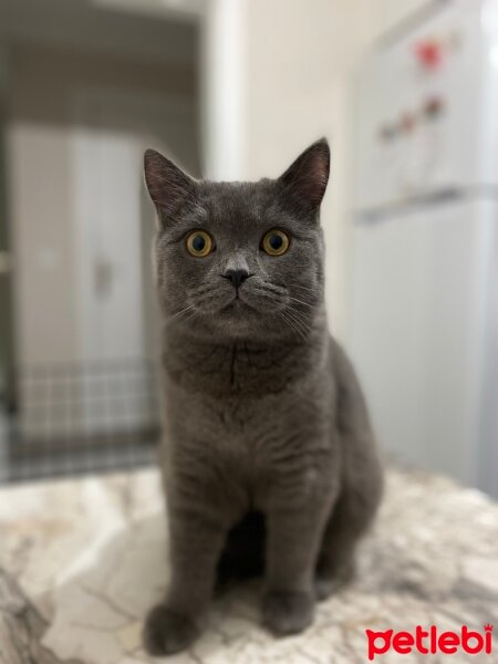 British Shorthair, Kedi  Duman fotoğrafı