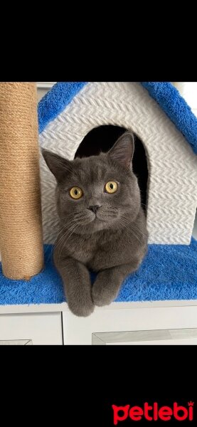 British Shorthair, Kedi  Duman fotoğrafı