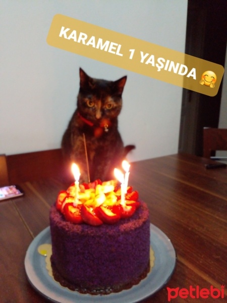 Tekir Kedi, Kedi  Karamel fotoğrafı