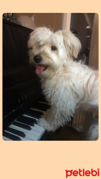 Maltese, Köpek  Tekila fotoğrafı