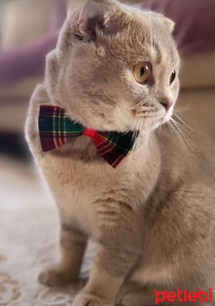 British Shorthair, Kedi  Alyoşa fotoğrafı