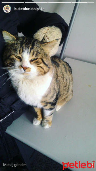 Tekir Kedi, Kedi  Şişko fotoğrafı