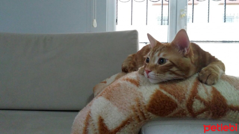 Tekir Kedi, Kedi  susam fotoğrafı