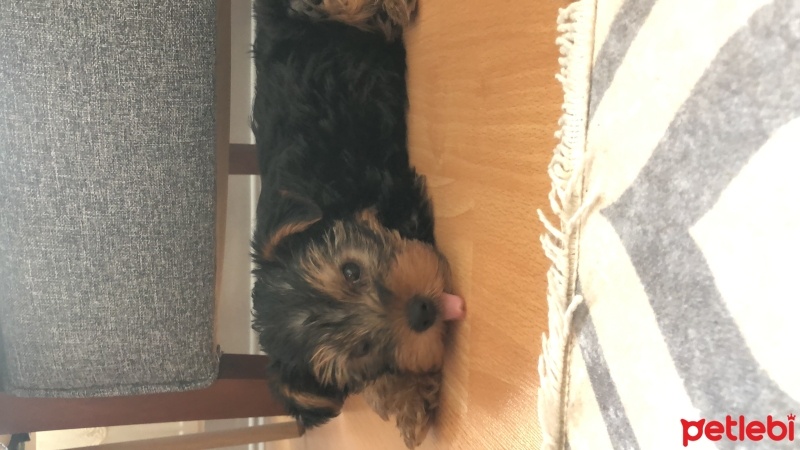 Yorkshire Terrier, Köpek  Mars fotoğrafı