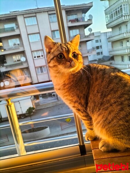 British Shorthair, Kedi  Oscar fotoğrafı