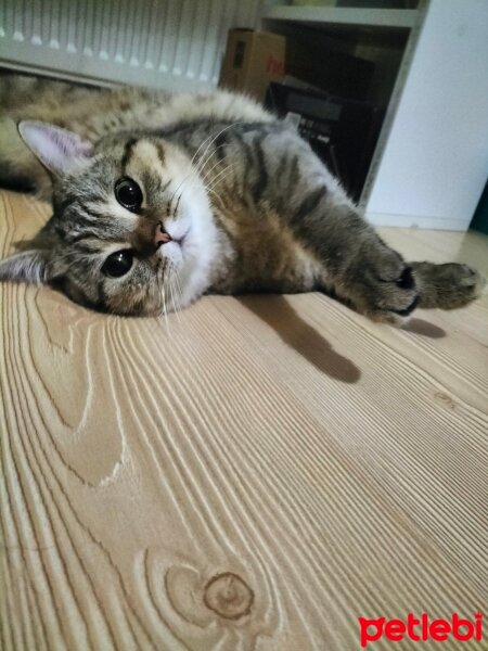 British Shorthair, Kedi  Oscar fotoğrafı