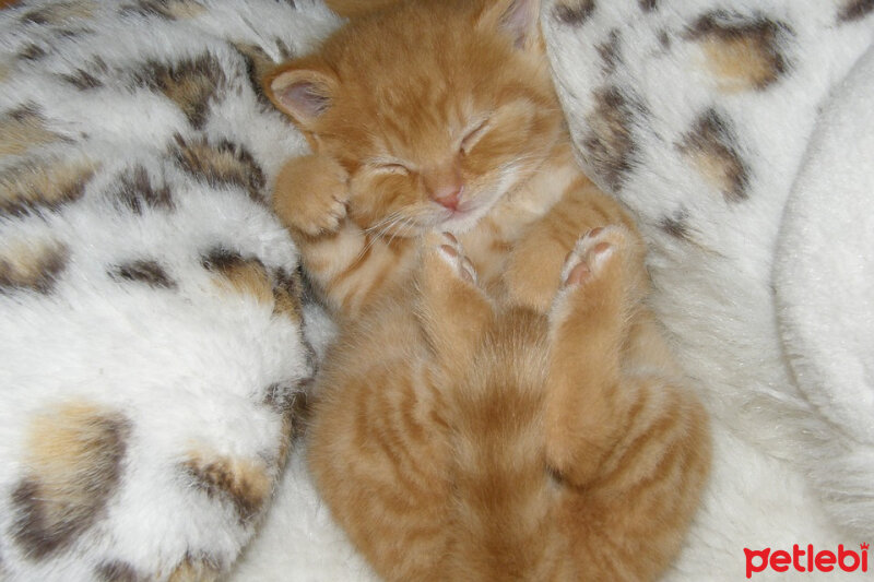 British Shorthair, Kedi  ciklet fotoğrafı