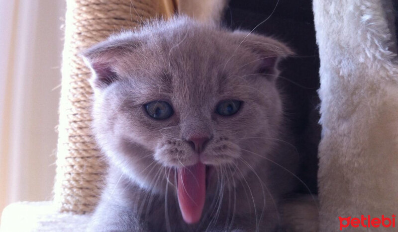 British Shorthair, Kedi  ciklet fotoğrafı