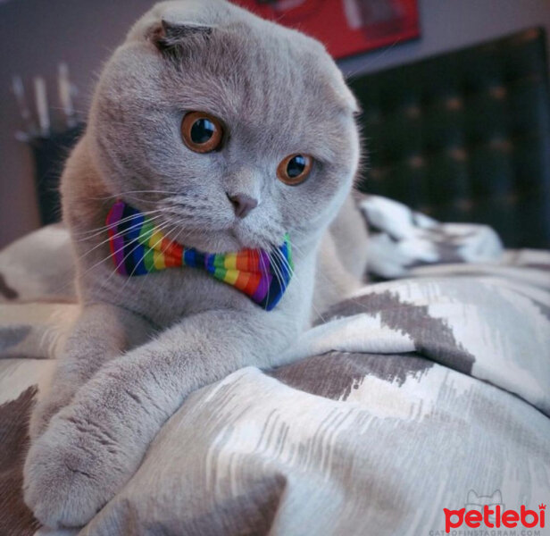 British Shorthair, Kedi  ciklet fotoğrafı