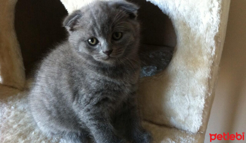 British Shorthair, Kedi  ciklet fotoğrafı