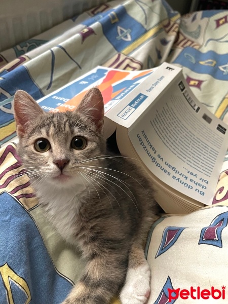 Tekir Kedi, Kedi  Bade fotoğrafı