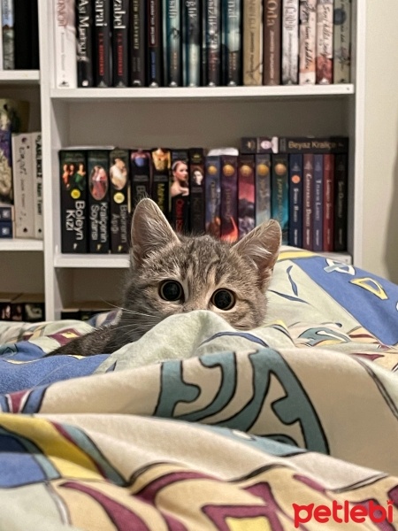 Tekir Kedi, Kedi  Bade fotoğrafı