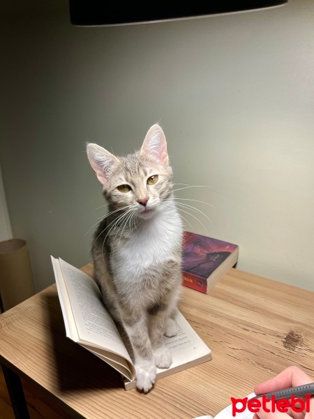 Tekir Kedi, Kedi  Bade fotoğrafı