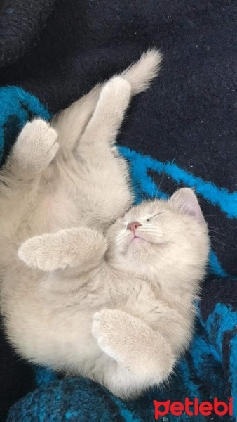 British Shorthair, Kedi  Duman fotoğrafı