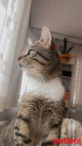 Tekir Kedi, Kedi  boncuk fotoğrafı