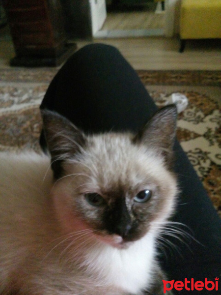 Himalayan, Kedi  Latte fotoğrafı