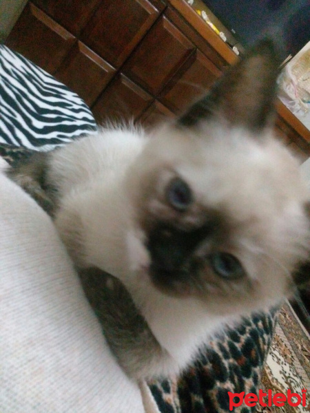 Himalayan, Kedi  Latte fotoğrafı