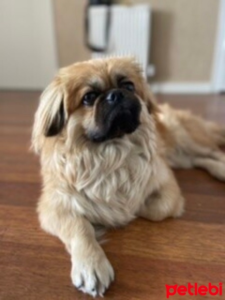 Pekingese, Köpek  Venom fotoğrafı