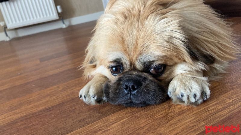 Pekingese, Köpek  Venom fotoğrafı