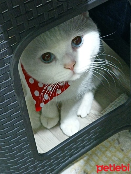British Shorthair, Kedi  Bulut fotoğrafı