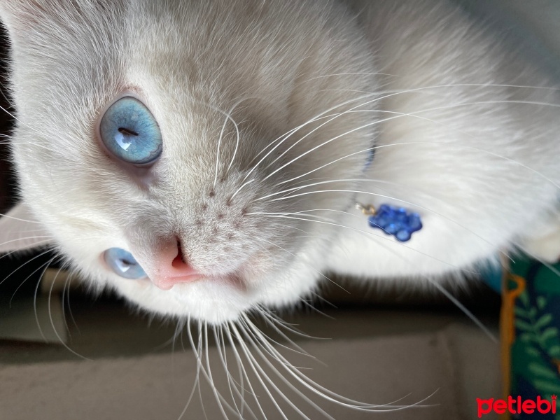 British Shorthair, Kedi  Bulut fotoğrafı