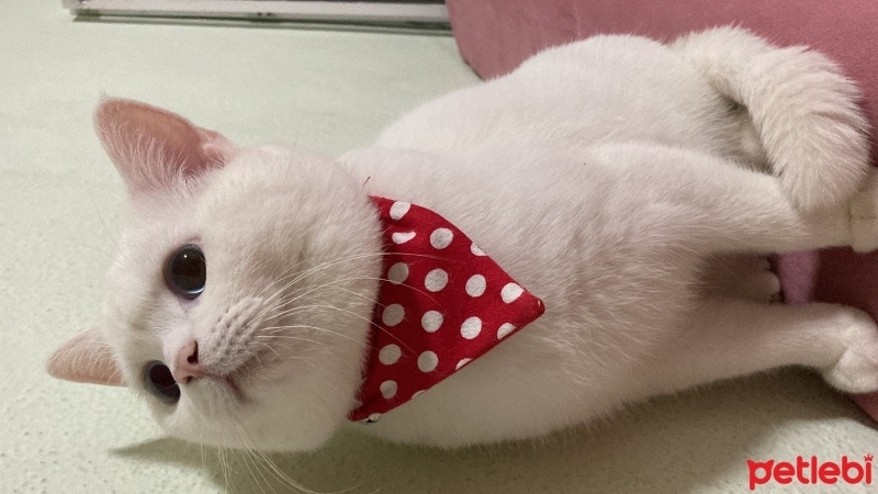 British Shorthair, Kedi  Bulut fotoğrafı