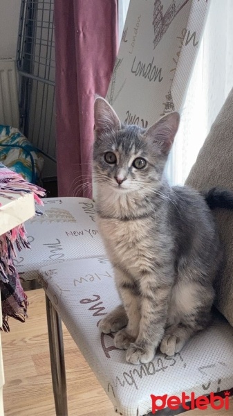 Tekir Kedi, Kedi  Efsun fotoğrafı