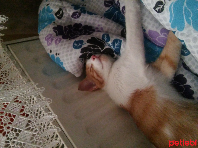 Tekir Kedi, Kedi  patik fotoğrafı