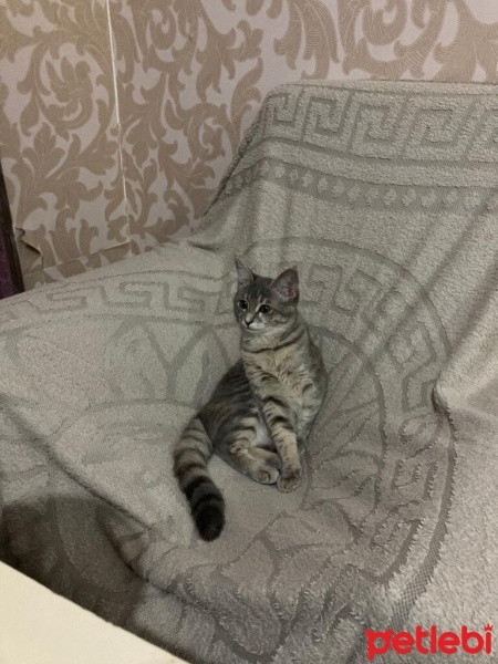 Bengal, Kedi  Efsun fotoğrafı