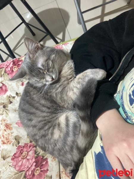 Bengal, Kedi  Efsun fotoğrafı