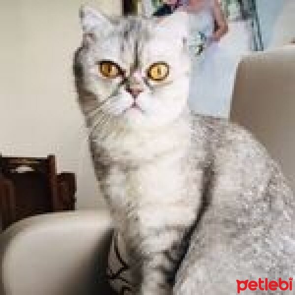 Scottish Fold, Kedi  pamuk şeker fotoğrafı