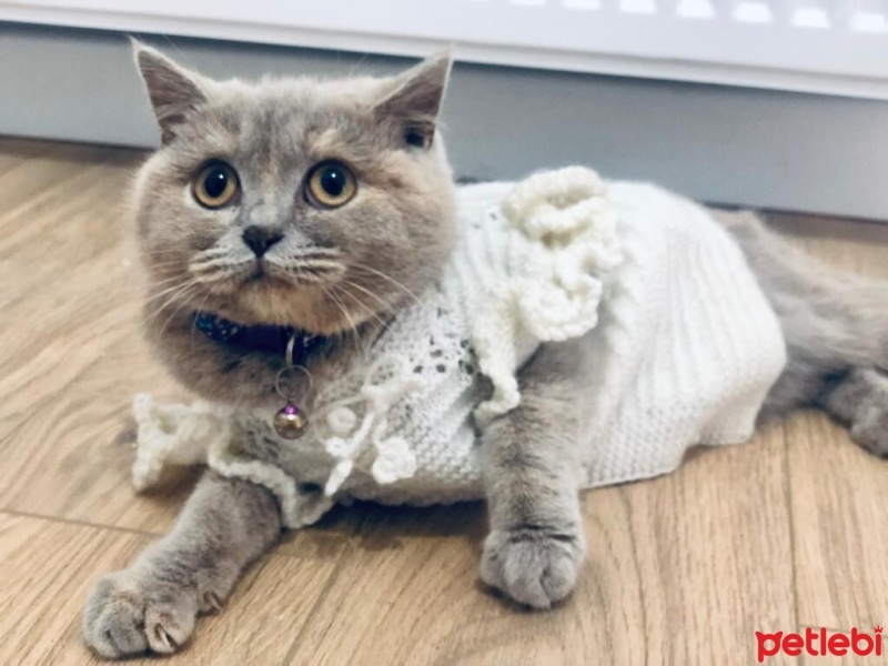 British Shorthair, Kedi  Mia fotoğrafı