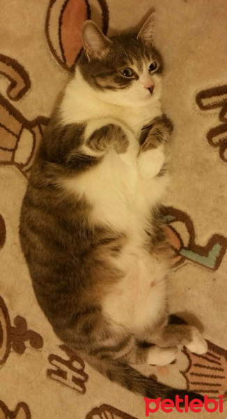 Tekir Kedi, Kedi  Minnoş fotoğrafı