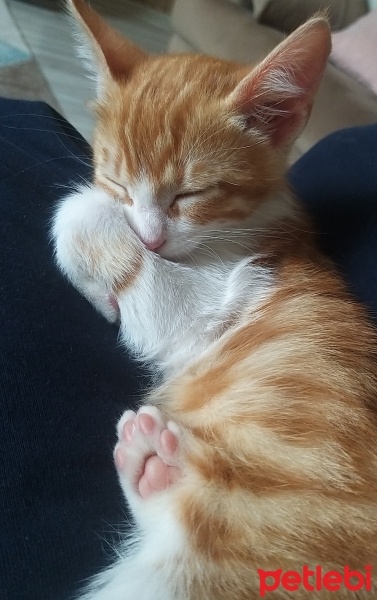 Sarman, Kedi  Güneş fotoğrafı