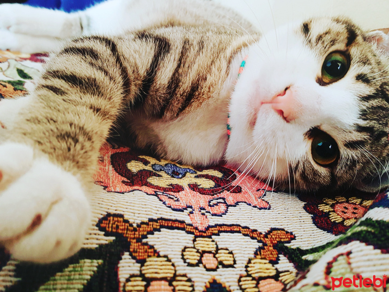 Tekir Kedi, Kedi  Şirin fotoğrafı