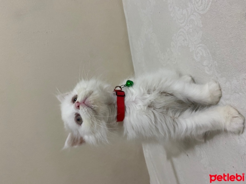 British Shorthair, Kedi  Scottish straight Erkek ve dişi fotoğrafı
