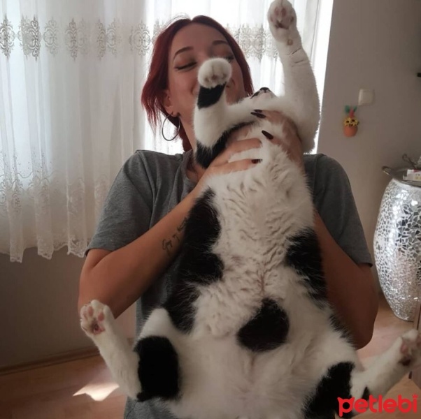 Tekir Kedi, Kedi  Osman fotoğrafı